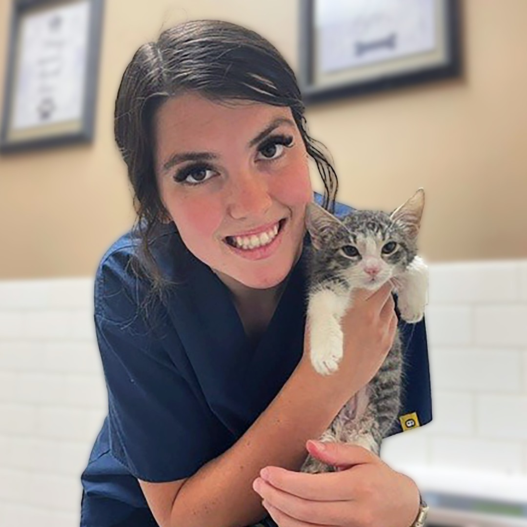 Affordable Cat Spay & Neuter Near Whitt, TX